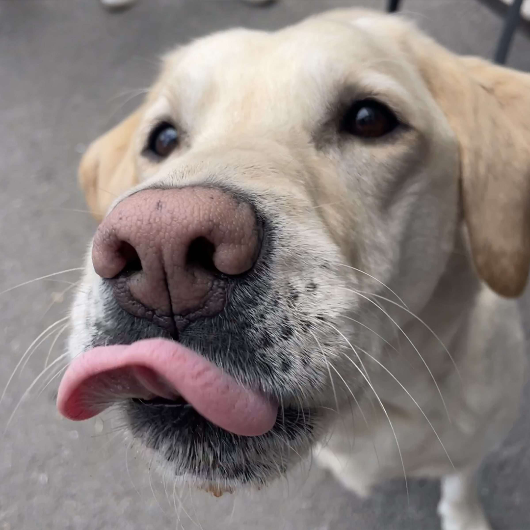 dog-blog